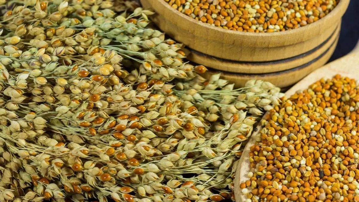 Millet production stagnates in India: RBI annual report
