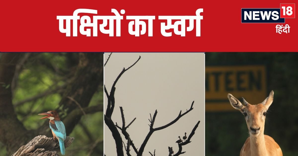 Keoladeo National park : पक्षियों के स्वर्ग में वीकेंड, दिल्ली से है सिर्फ 3 घंटे की दूरी