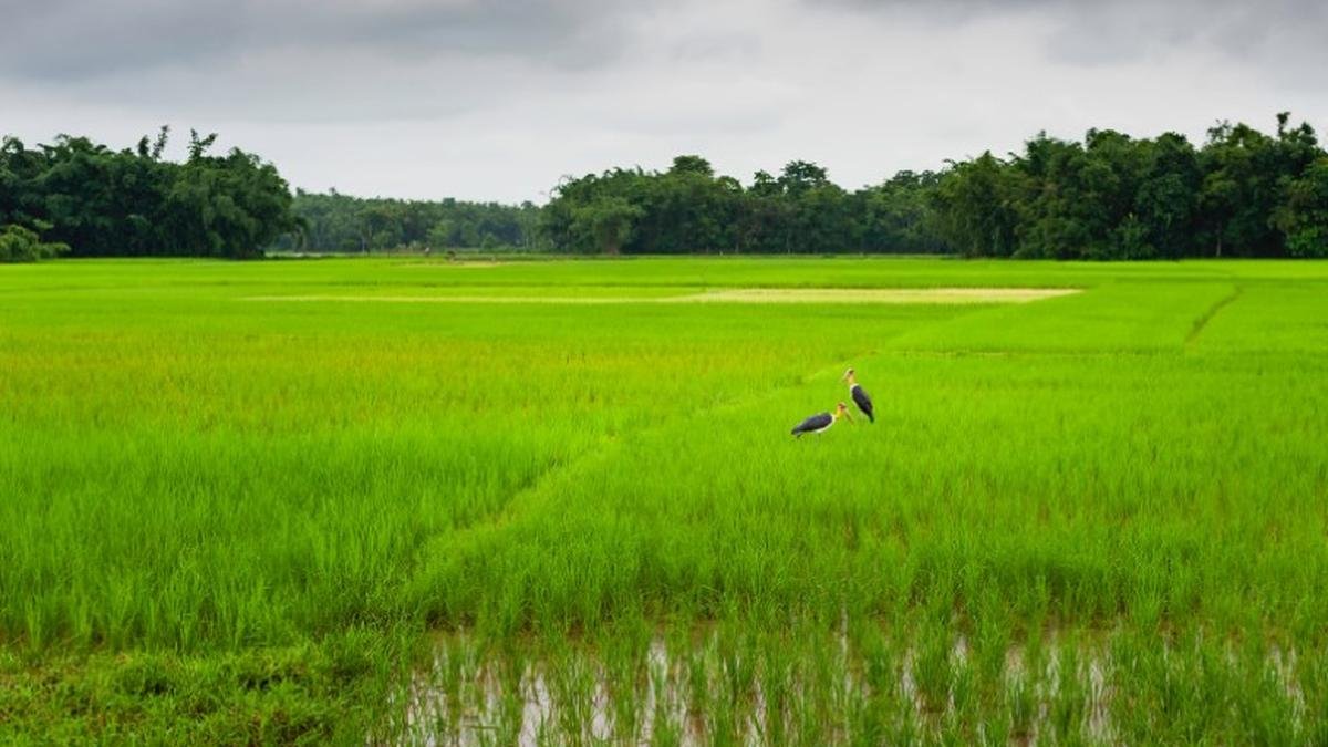 Eco-friendly innovations: The role of biological solutions in sustainable paddy cultivation​    ​​    ​ 