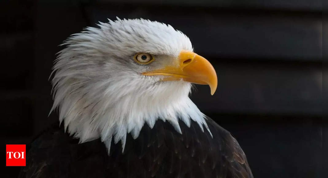 What Happens When You See an Eagle In Your Dreams |