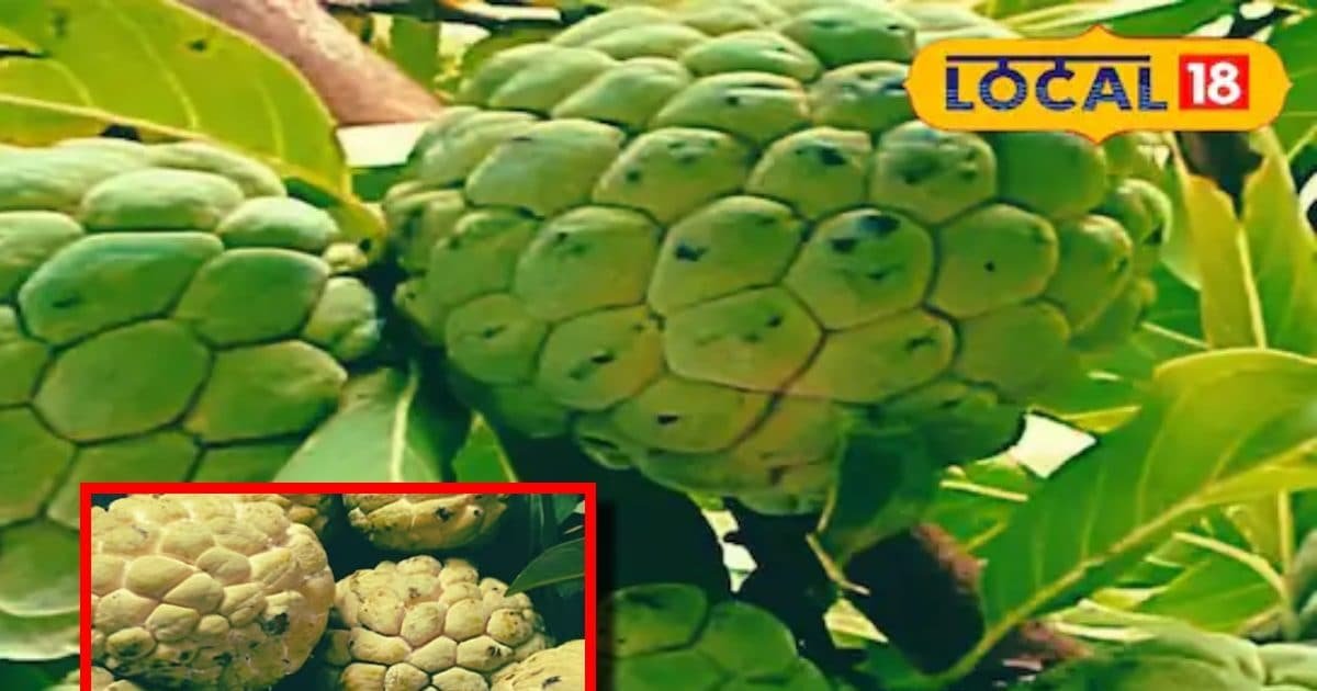 Benefits Custard Apple in winter sitafal ke fayde sa – News18 हिंदी