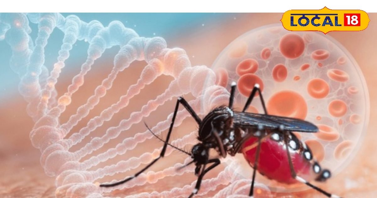 Dengue Alert: डेंगू के प्रकोप से कोटा में अलर्ट! तेजी से बढ़ रहे एक्टिव केस, लोगों को किया जा रहा जागरूक